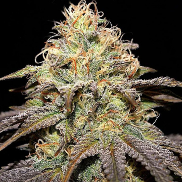 Super Boof cannabis plants in bloom, grown from Feminised seeds – ideal for home cultivation from Cream of the Crop