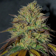 RS11 cannabis plants in bloom, grown from Feminised seeds – ideal for home cultivation from Cream of the Crop