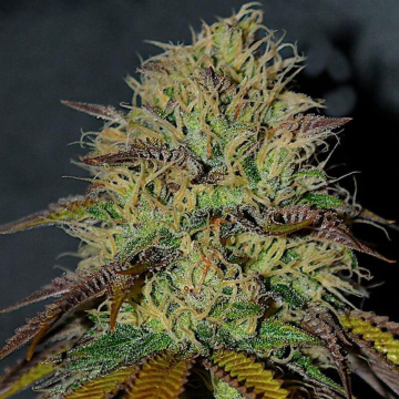 RS11 cannabis plants in bloom, grown from Feminised seeds – ideal for home cultivation from Cream of the Crop