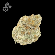 Permanent White Marker cannabis plants in bloom, grown from Automatic seeds – ideal for home cultivation from Growers Choice