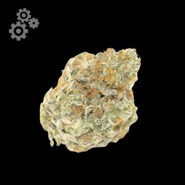 Permanent White Marker cannabis plants in bloom, grown from Automatic seeds – ideal for home cultivation from Growers Choice