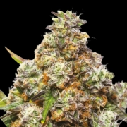 GIRL SCOUT GELATO cannabis plants in bloom, grown from Feminized seeds – ideal for home cultivation from Yieldmonger Seeds