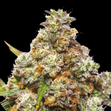 GIRL SCOUT GELATO cannabis plants in bloom, grown from Feminized seeds – ideal for home cultivation from Yieldmonger Seeds