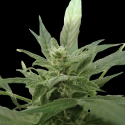  Bluetooth Auto cannabis plants in bloom, grown from Automatic seeds – ideal for home cultivation from Cream of the Crop