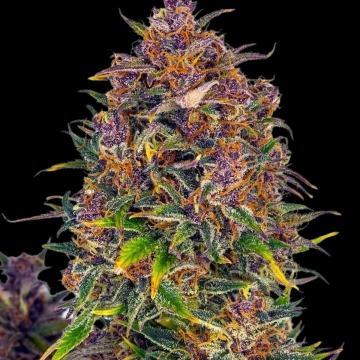 Jealousy Auto cannabis plants in bloom, grown from Automatic seeds – ideal for home cultivation from Cream of the Crop