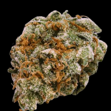 Mint Trufflez cannabis plants in bloom, grown from Feminised seeds – ideal for home cultivation from Terp Farmz Seeds