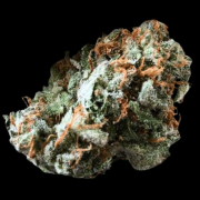 Brain Trauma Auto cannabis plants in bloom, grown from Automatic seeds – ideal for home cultivation from Terp Farmz Seeds