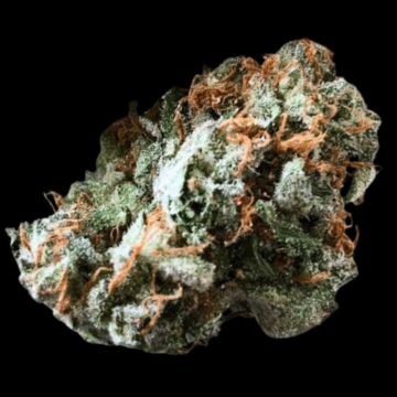Brain Trauma Auto cannabis plants in bloom, grown from Automatic seeds – ideal for home cultivation from Terp Farmz Seeds