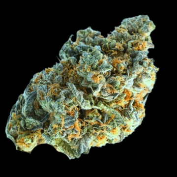 Minted Oreoz cannabis plants in bloom, grown from Feminized seeds – ideal for home cultivation from Terp Farmz Seeds