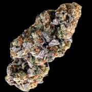 Choc Truffle Auto cannabis plants in bloom, grown from Automatic seeds – ideal for home cultivation from Terp Farmz Seeds