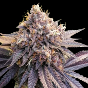 GMO Fast cannabis plants in bloom, grown from Feminised seeds – ideal for home cultivation from Dutch Passion