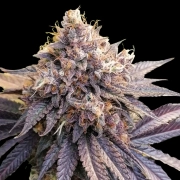 GMO Fast cannabis plants in bloom, grown from Feminized seeds – ideal for home cultivation from Dutch Passion