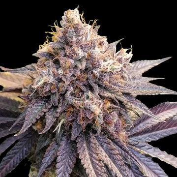 GMO Fast cannabis plants in bloom, grown from Feminized seeds – ideal for home cultivation from Dutch Passion
