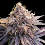 Lemon Z cannabis plants in bloom, grown from Feminized seeds – ideal for home cultivation from Dutch Passion
