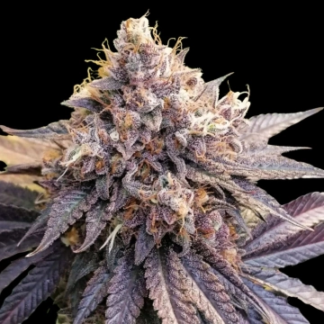 Lemon Z cannabis plants in bloom, grown from Feminized seeds – ideal for home cultivation from Dutch Passion