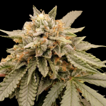 Sour Tropicana Sherbet cannabis plants in bloom, grown from Feminised seeds – ideal for home cultivation from Dutch Passion
