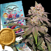 Sherbelato Cake cannabis plants in bloom, grown from Feminised seeds – ideal for home cultivation from Dutch Passion