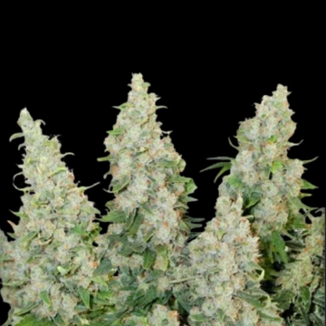 Auto Think Different cannabis plants in bloom, grown from Automatic seeds – ideal for home cultivation from Dutch Passion