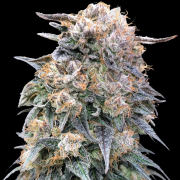00 Kush Fast cannabis plants in bloom, grown from Feminised seeds – ideal for home cultivation from 00 Seeds