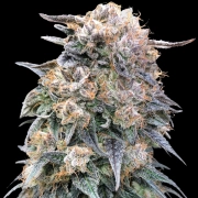 00 Kush Fast cannabis plants in bloom, grown from Feminized seeds – ideal for home cultivation from 00 Seeds