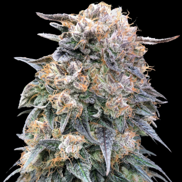 00 Kush Fast cannabis plants in bloom, grown from Feminised seeds – ideal for home cultivation from 00 Seeds