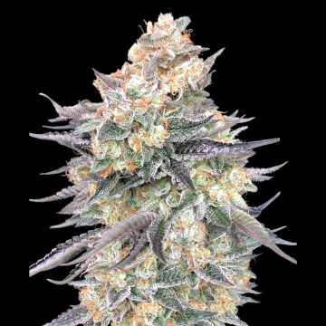 Blue Dream cannabis plants in bloom, grown from Feminised seeds – ideal for home cultivation from 00 Seeds