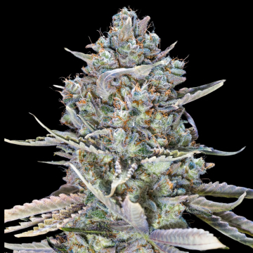Blue Dream Fast cannabis plants in bloom, grown from Feminised seeds – ideal for home cultivation from 00 Seeds