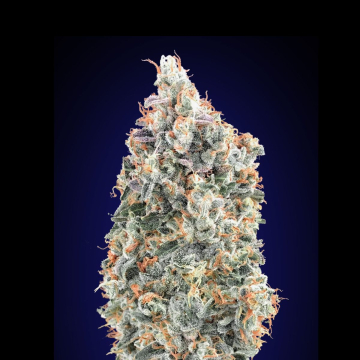 Blueberry Fast cannabis plants in bloom, grown from Feminised seeds – ideal for home cultivation from 00 Seeds
