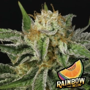 Rainbow Melon Auto cannabis plants in bloom, grown from Automatic seeds – ideal for home cultivation from FastBuds Seeds