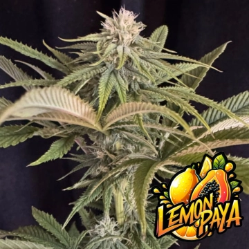 Lemonpaya cannabis plants in bloom, grown from Automatic seeds – ideal for home cultivation from FastBuds Seeds
