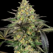 Grapevine Candy cannabis plants in bloom, grown from Feminized seeds – ideal for home cultivation from Sensi Seeds