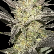 Rainbow Sherbet #11 Feminized  cannabis plants in bloom, grown from Feminized seeds – ideal for home cultivation from Advanced Seeds
