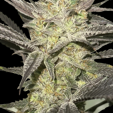 Rainbow Sherbet #11 Feminised  cannabis plants in bloom, grown from Feminised seeds – ideal for home cultivation from Advanced Seeds