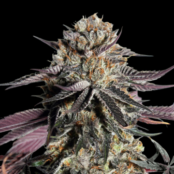 Zerealz Milk Feminized  cannabis plants in bloom, grown from Feminised seeds – ideal for home cultivation from Advanced Seeds
