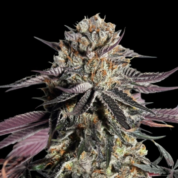 Zerealz Milk Feminized  cannabis plants in bloom, grown from Feminized seeds – ideal for home cultivation from Advanced Seeds