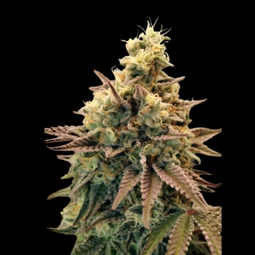 Auto Animal Zookies Autoflowering Feminized  cannabis plants in bloom, grown from Automatic seeds – ideal for home cultivation from Advanced Seeds