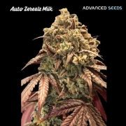 Auto Zerealz Milk Autoflowering  cannabis plants in bloom, grown from Automatic seeds – ideal for home cultivation from Advanced Seeds