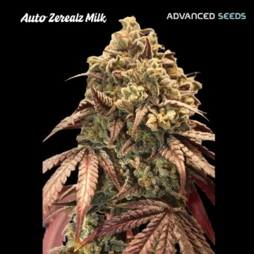 Auto Zerealz Milk Autoflowering  cannabis plants in bloom, grown from Automatic seeds – ideal for home cultivation from Advanced Seeds