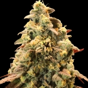 Auto Rainbow Sherbet #11 cannabis plants in bloom, grown from Automatic seeds – ideal for home cultivation from Advanced Seeds