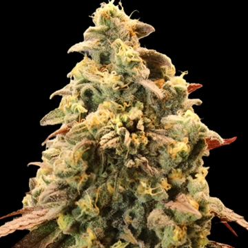 Auto Rainbow Sherbet #11 cannabis plants in bloom, grown from Automatic seeds – ideal for home cultivation from Advanced Seeds