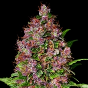 Cherry Mac Muffin cannabis plants in bloom, grown from Feminized seeds – ideal for home cultivation from Advanced Genetics Seeds
