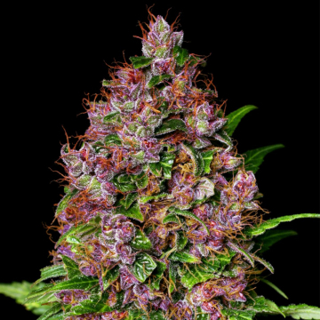 Cherry Mac Muffin cannabis plants in bloom, grown from Feminised seeds – ideal for home cultivation from Advanced Genetics Seeds
