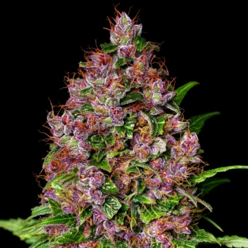 Cherry Mac Muffin cannabis plants in bloom, grown from Feminized seeds – ideal for home cultivation from Advanced Genetics Seeds
