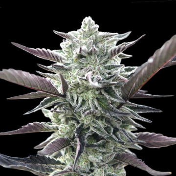 Oreoz cannabis plants in bloom, grown from Feminised seeds – ideal for home cultivation from 00 Seeds