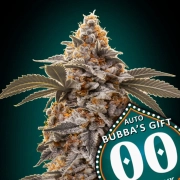 Auto Bubba's Gift cannabis plants in bloom, grown from Automatic seeds – ideal for home cultivation from 00 Seeds