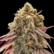 Auto Gelato Mint cannabis plants in bloom, grown from Automatic seeds – ideal for home cultivation from 00 Seeds