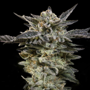Auto Oreoz cannabis plants in bloom, grown from Automatic seeds – ideal for home cultivation from 00 Seeds