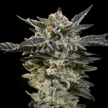 Auto Oreoz cannabis plants in bloom, grown from Automatic seeds – ideal for home cultivation from 00 Seeds
