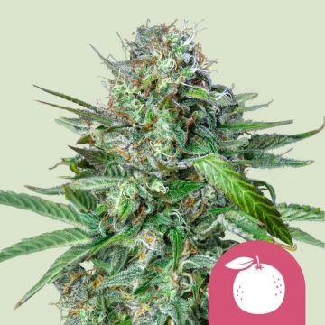 Tangie Feminized cannabis plants in bloom, grown from Feminized seeds – ideal for home cultivation from Royal Queen Seeds