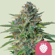 Strawberry Cough cannabis plants in bloom, grown from Feminized seeds – ideal for home cultivation from Royal Queen Seeds